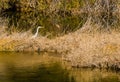 Adult egret in tall brown reeds