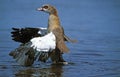 ADULT EGYPTIAN GOOSE alopochen aegyptiacus OPENED WINGS IN WATER
