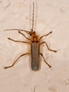 Adult Elateriform Beetle Royalty Free Stock Photo