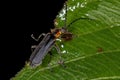 Adult Elateriform Beetle Royalty Free Stock Photo