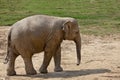 Adult elephant. Royalty Free Stock Photo