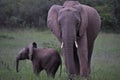 Adult Elephant and Baby Elephant, Full Frame Royalty Free Stock Photo