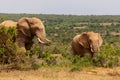 Adult elephant and baby elephant walking together in Addo National Park Royalty Free Stock Photo