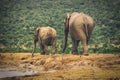 Adult elephant and baby elephant walking together in Addo National Park Royalty Free Stock Photo