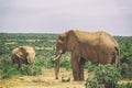 Adult elephant and baby elephant walking together in Addo National Park Royalty Free Stock Photo