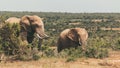 Adult elephant and baby elephant walking together in Addo National Park Royalty Free Stock Photo