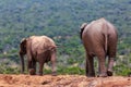 Adult elephant and baby elephant walking together in Addo National Park Royalty Free Stock Photo