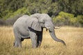 Adult elephant bull eating grass in Khwai Okavango in Botswana