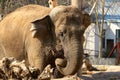 Adult elephant eating  tree branches under the sunlight Royalty Free Stock Photo