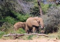 Adult elephant, Kenya