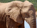 Adult elephant, Kenya