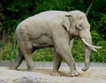 Adult elephant with large tusks at the zoo of Berlin in Germany