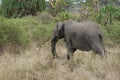 An adult elephant in the savannah