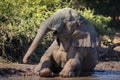 Adult elephant sitting in mud having a mud bath at the edge of Chobe River in Botswana