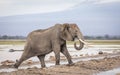 Adult elephant walking in wet mud in Amboseli in Kenya Royalty Free Stock Photo