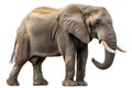 adult elephant on white background