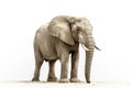 adult elephant on white background