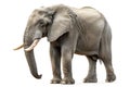 adult elephant on white background