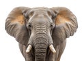 adult elephant on white background