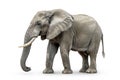 adult elephant on white background