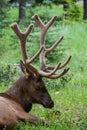 Elk Resting in the Pine Forest Royalty Free Stock Photo