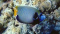 Adult emperor angelfish, Maldives Royalty Free Stock Photo
