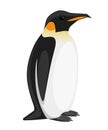 Adult emperor penguin. Arctic animal, cartoon flat design. Vector illustration isolated on white background Royalty Free Stock Photo