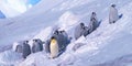 Adult Emperor penguin colony in chick nursery, Weddell Sea, Antarctica Royalty Free Stock Photo