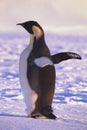 Adult Emperor penguin, Weddell Sea, Antarctica Royalty Free Stock Photo