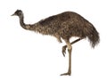 Emu bird on white background
