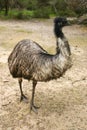 Adult emu (Dromaius novaehollandiae)