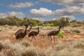 Adult Emu, Dromaius novaehollandiae, with 3 half-grown chicks in Outback