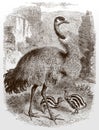 Adult emu, dromaius novaehollandiae with two striped chicks, standing in a rocky landscape