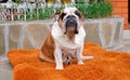 Adult English Bulldog dog sits on a dog bed outdoors and looks at the camera. Pets concept Royalty Free Stock Photo