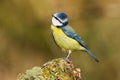 Adult Eurasian Blue Tit bird Cyanistes caeruleus Royalty Free Stock Photo