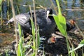 Adult Eurasian coot with chicks at nest Royalty Free Stock Photo