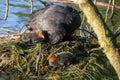 Eurasian Coot, Fulica atra, Caring for Chicks on a Nest Royalty Free Stock Photo