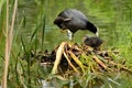 An adult Eurasian coot with a youngster