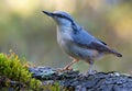 Adult Eurasian nuthatch sitta europaea  stands straight on an old tree mossy bark  in dark forest near a water pond Royalty Free Stock Photo