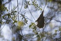 An adult Eurasian penduline tit Remiz pendulinus calling for an female out of its nest what he is making at the lakes of Linum