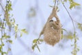 An adult Eurasian penduline tit Remiz pendulinus calling for an female out of its nest what he is making at the lakes of Linum
