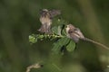 An adult Eurasian penduline tit Remiz pendulinus with its young begging on a tree branch at the lakes of Linum Germany..
