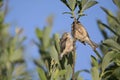 An adult Eurasian penduline tit Remiz pendulinus with its young begging on a tree branch at the lakes of Linum Germany..