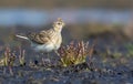 Adult Eurasian skylark posing in open space with some short grass and plants