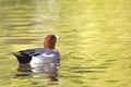 An adult Eurasian wigeon Mareca penelope swimming and foraging in a colourful pond.