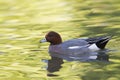 An adult Eurasian wigeon Mareca penelope swimming and foraging in a colourful pond.