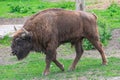 Adult European bison male walking