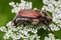 Adult European chafer is sitting on white flowers, close-up