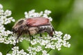 Adult European chafer is sitting on white flowers, close-up
