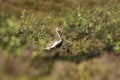 Adult European golden plover, Pluvialis apricaria Royalty Free Stock Photo